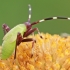 Žolblakės - Adelphocoris sp. nimfa | Fotografijos autorius : Gintautas Steiblys | © Macrogamta.lt | Šis tinklapis priklauso bendruomenei kuri domisi makro fotografija ir fotografuoja gyvąjį makro pasaulį.