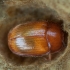 Žvilgvabalis - Pocadius ferrugineus | Fotografijos autorius : Žilvinas Pūtys | © Macrogamta.lt | Šis tinklapis priklauso bendruomenei kuri domisi makro fotografija ir fotografuoja gyvąjį makro pasaulį.