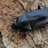 Juodasis liūnžygis - Oodes helopioides | Fotografijos autorius : Gintautas Steiblys | © Macrogamta.lt | Šis tinklapis priklauso bendruomenei kuri domisi makro fotografija ir fotografuoja gyvąjį makro pasaulį.