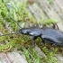 Paprastasis pelkiažygis - Agonum fuliginosum ?? | Fotografijos autorius : Gintautas Steiblys | © Macrogamta.lt | Šis tinklapis priklauso bendruomenei kuri domisi makro fotografija ir fotografuoja gyvąjį makro pasaulį.