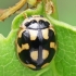 14-spotted ladybird beetle - Propylea quatuordecimpunctata  | Fotografijos autorius : Gintautas Steiblys | © Macronature.eu | Macro photography web site