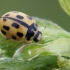14-spotted ladybird beetle - Propylea quatuordecimpunctata f. tetragonata | Fotografijos autorius : Gintautas Steiblys | © Macronature.eu | Macro photography web site