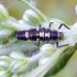 14-spotted ladybird beetle - Propylea quatuordecimpunctata, larva | Fotografijos autorius : Romas Ferenca | © Macronature.eu | Macro photography web site