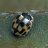 14-spotted ladybird beetle - Propylea quatuordecimpunctata | Fotografijos autorius : Gintautas Steiblys | © Macronature.eu | Macro photography web site