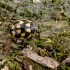 14-spotted ladybird beetle - Propylea quatuordecimpunctata | Fotografijos autorius : Kazimieras Martinaitis | © Macronature.eu | Macro photography web site