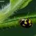 14-spotted ladybird beetle - Propylea quatuordecimpunctata | Fotografijos autorius : Žydrūnas Daunoravičius | © Macronature.eu | Macro photography web site