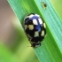 14-spotted ladybird beetle - Propylea quatuordecimpunctata | Fotografijos autorius : Romas Ferenca | © Macronature.eu | Macro photography web site