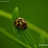 14-spotted ladybird beetle - Propylea quatuordecimpunctata | Fotografijos autorius : Romas Ferenca | © Macronature.eu | Macro photography web site