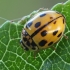 Juodasiūlė boružė - Propylea quatuordecimpunctata | Fotografijos autorius : Gintautas Steiblys | © Macronature.eu | Macro photography web site