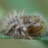 24-spot ladybird - Subcoccinella vigintiquatuorpunctata, lėliukė | Fotografijos autorius : Žilvinas Pūtys | © Macronature.eu | Macro photography web site