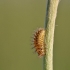 24-spot ladybird - Subcoccinella vigintiquatuorpunctata, larva | Fotografijos autorius : Agnė Našlėnienė | © Macronature.eu | Macro photography web site