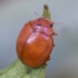 24-spot ladybird - Subcoccinella vigintiquatuorpunctata | Fotografijos autorius : Kazimieras Martinaitis | © Macronature.eu | Macro photography web site