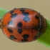 24-spot ladybird - Subcoccinella vigintiquatuorpunctata | Fotografijos autorius : Žilvinas Pūtys | © Macronature.eu | Macro photography web site