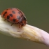 24-spot ladybird - Subcoccinella vigintiquatuorpunctata | Fotografijos autorius : Gintautas Steiblys | © Macronature.eu | Macro photography web site