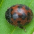 Dvidešimtketurtaškė boružė - Subcoccinella vigintiquatuorpunctata | Fotografijos autorius : Žilvinas Pūtys | © Macronature.eu | Macro photography web site