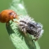 24-spot ladybird - Subcoccinella vigintiquatuorpunctata | Fotografijos autorius : Oskaras Venckus | © Macronature.eu | Macro photography web site