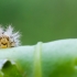 Dvidešimtketurtaškė boružė - Subcoccinella vigintiquatuorpunctata, lerva | Fotografijos autorius : Oskaras Venckus | © Macronature.eu | Macro photography web site