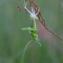 Žaliasis žiogas - Tettigonia viridissima | Fotografijos autorius : Zita Gasiūnaitė | © Macrogamta.lt | Šis tinklapis priklauso bendruomenei kuri domisi makro fotografija ir fotografuoja gyvąjį makro pasaulį.
