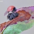 A "freshly" hatched ladybug. | Fotografijos autorius : Darius Baužys | © Macronature.eu | Macro photography web site