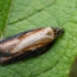 Daugiaspalvis akleris - Acleris hastiana | Fotografijos autorius : Oskaras Venckus | © Macrogamta.lt | Šis tinklapis priklauso bendruomenei kuri domisi makro fotografija ir fotografuoja gyvąjį makro pasaulį.