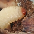 Acorn weevil - Curculio glandium, larva | Fotografijos autorius : Gintautas Steiblys | © Macronature.eu | Macro photography web site