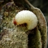 Acorn weevil - Curculio glandium, larva | Fotografijos autorius : Romas Ferenca | © Macronature.eu | Macro photography web site