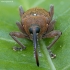 Acorn weevil - Curculio glandium | Fotografijos autorius : Žilvinas Pūtys | © Macronature.eu | Macro photography web site