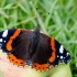 Admirolas - Vanessa atalanta | Fotografijos autorius : Romas Ferenca | © Macrogamta.lt | Šis tinklapis priklauso bendruomenei kuri domisi makro fotografija ir fotografuoja gyvąjį makro pasaulį.