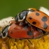Adonis Ladybird - Hippodamia variegata | Fotografijos autorius : Žilvinas Pūtys | © Macronature.eu | Macro photography web site