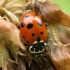 Adonis Ladybird - Hippodamia variegata | Fotografijos autorius : Vidas Brazauskas | © Macronature.eu | Macro photography web site