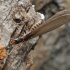 Aegean subterranean termite - Reticulitermes aegeus | Fotografijos autorius : Gintautas Steiblys | © Macronature.eu | Macro photography web site