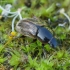 Afodijus - Melinopterus prodromus | Fotografijos autorius : Romas Ferenca | © Macrogamta.lt | Šis tinklapis priklauso bendruomenei kuri domisi makro fotografija ir fotografuoja gyvąjį makro pasaulį.