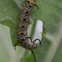 African Monarch - Danaus chrysippus, caterpillar | Fotografijos autorius : Deividas Makavičius | © Macronature.eu | Macro photography web site