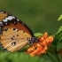 African Monarch - Danaus chrysippus | Fotografijos autorius : Vaida Paznekaitė | © Macronature.eu | Macro photography web site