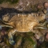 African blue swimming crab - Portunus segnis ♀ | Fotografijos autorius : Žilvinas Pūtys | © Macrogamta.lt | Šis tinklapis priklauso bendruomenei kuri domisi makro fotografija ir fotografuoja gyvąjį makro pasaulį.