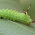 Aglija - Aglia tau, vikšras | Fotografijos autorius : Gintautas Steiblys | © Macrogamta.lt | Šis tinklapis priklauso bendruomenei kuri domisi makro fotografija ir fotografuoja gyvąjį makro pasaulį.