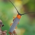 Akiuotasis šerdgraužis - Oberea oculata | Fotografijos autorius : Gintautas Steiblys | © Macrogamta.lt | Šis tinklapis priklauso bendruomenei kuri domisi makro fotografija ir fotografuoja gyvąjį makro pasaulį.