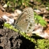 Akiuotasis satyras - Lopinga achine | Fotografijos autorius : Agnė Kulpytė | © Macrogamta.lt | Šis tinklapis priklauso bendruomenei kuri domisi makro fotografija ir fotografuoja gyvąjį makro pasaulį.