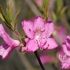 Gaurometinis rododendras - Rhododendron albrechtii | Fotografijos autorius : Gintautas Steiblys | © Macronature.eu | Macro photography web site