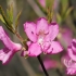 Albrecht's azalea - Rhododendron albrechtii | Fotografijos autorius : Gintautas Steiblys | © Macronature.eu | Macro photography web site