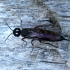 Alder wood wasp - Xiphydria camelus | Fotografijos autorius : Vitalii Alekseev | © Macronature.eu | Macro photography web site