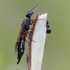 Alder wood wasp - Xiphydria camelus | Fotografijos autorius : Gediminas Gražulevičius | © Macronature.eu | Macro photography web site
