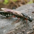 Alder wood wasp - Xiphydria camelus | Fotografijos autorius : Gintautas Steiblys | © Macronature.eu | Macro photography web site