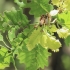 Algerian Oak  - Quercus canariensis | Fotografijos autorius : Gintautas Steiblys | © Macronature.eu | Macro photography web site