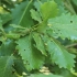 Algerian Oak - Quercus canariensis | Fotografijos autorius : Gintautas Steiblys | © Macronature.eu | Macro photography web site