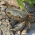 Algerian freshwater crab - Potamon algeriense | Fotografijos autorius : Gintautas Steiblys | © Macronature.eu | Macro photography web site