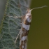 Alksninė sidabrakandė - Argyresthia goedartella | Fotografijos autorius : Arūnas Eismantas | © Macrogamta.lt | Šis tinklapis priklauso bendruomenei kuri domisi makro fotografija ir fotografuoja gyvąjį makro pasaulį.