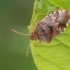 Alksninė skydblakė - Elasmucha grisea | Fotografijos autorius : Gintautas Steiblys | © Macrogamta.lt | Šis tinklapis priklauso bendruomenei kuri domisi makro fotografija ir fotografuoja gyvąjį makro pasaulį.