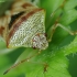 Alksninė skydblakė - Elasmucha grisea | Fotografijos autorius : Vidas Brazauskas | © Macrogamta.lt | Šis tinklapis priklauso bendruomenei kuri domisi makro fotografija ir fotografuoja gyvąjį makro pasaulį.