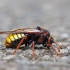 Alksninis cimbeksas - Cimbex connatus | Fotografijos autorius : Zita Gasiūnaitė | © Macrogamta.lt | Šis tinklapis priklauso bendruomenei kuri domisi makro fotografija ir fotografuoja gyvąjį makro pasaulį.